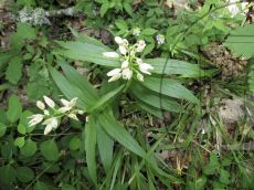 Cephalanthera-longifolia_обший вид
